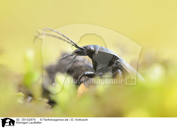 Krniger Laufkfer / granulated ground beetle / DV-02974