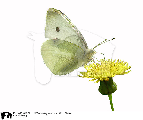 Kohlweiling / cabbage white butterfly / WJP-01279