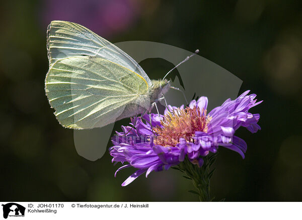 Kohlweiling / cabbage white butterfly / JOH-01170