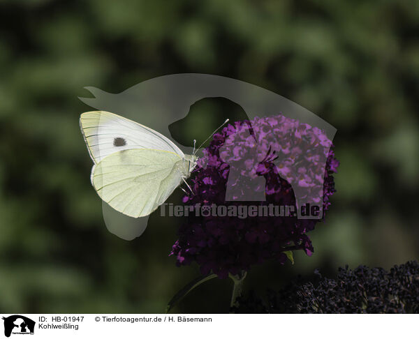 Kohlweiling / cabbage butterfly / HB-01947