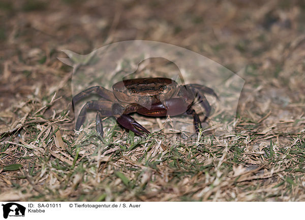 Krabbe / Crab / SA-01011