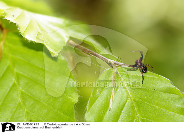 Krabbenspinne auf Buchenblatt / AVD-01793