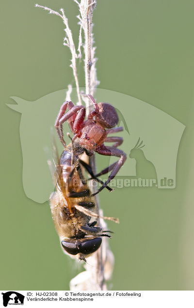 Vernderliche Krabbenspinne / goldenrod crab spider / HJ-02308