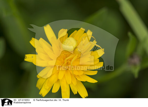 Krabbenspinne / crab spider / AT-01853
