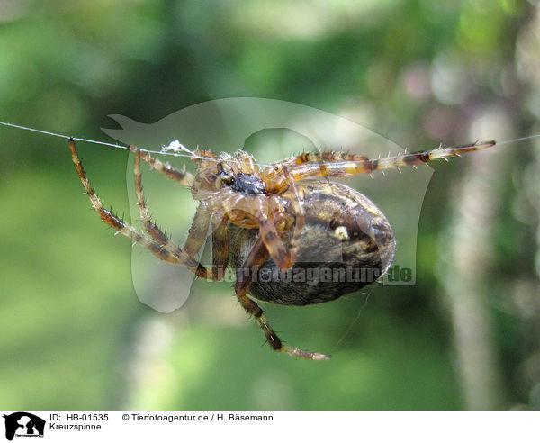 Kreuzspinne / cross spider / HB-01535