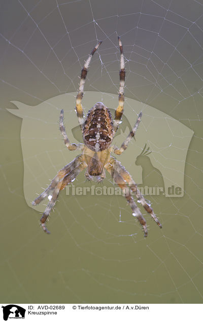 Kreuzspinne / cross spider / AVD-02689