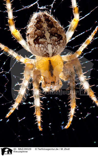 Kreuzspinne / cross spider / MAZ-06029