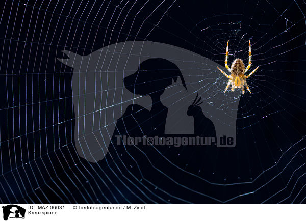 Kreuzspinne / cross spider / MAZ-06031
