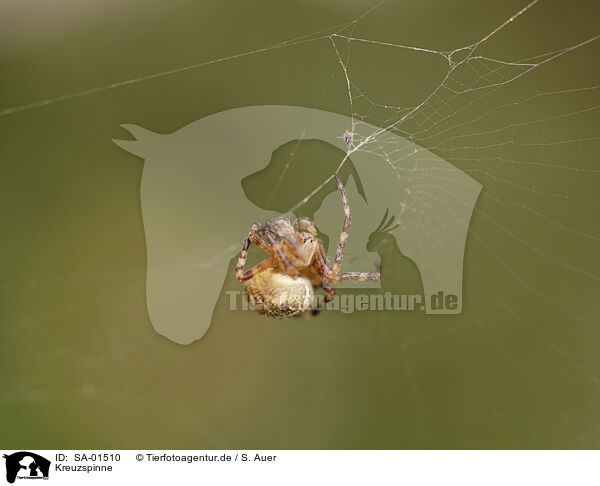 Kreuzspinne / cross spider / SA-01510