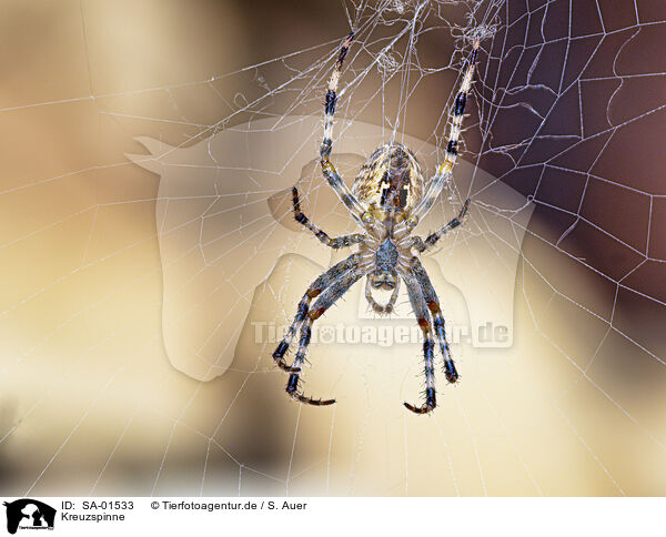 Kreuzspinne / cross spider / SA-01533