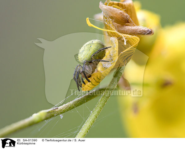 Krbisspinne / SA-01390