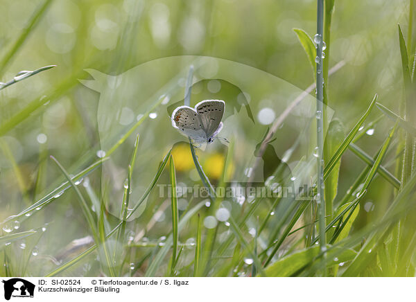 Kurzschwnziger Bluling / short-tailed blue / SI-02524