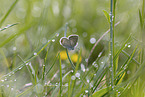 Kurzschwnziger Bluling
