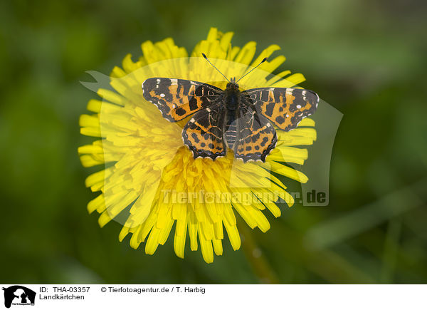 Landkrtchen / map butterfly / THA-03357