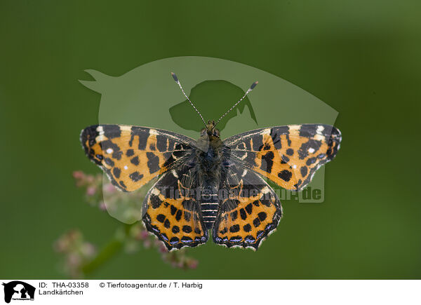 Landkrtchen / map butterfly / THA-03358