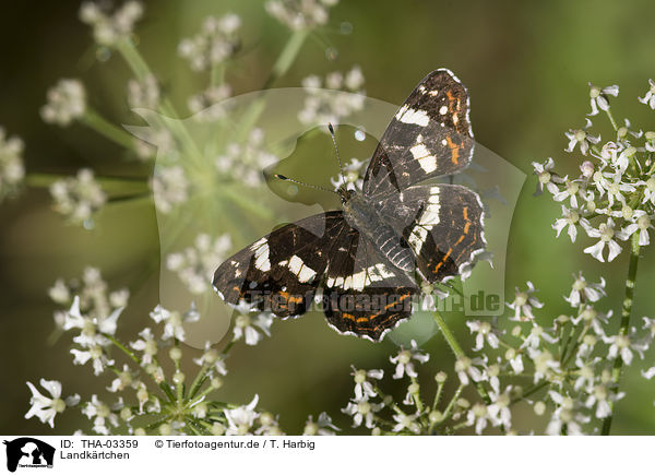 Landkrtchen / map butterfly / THA-03359