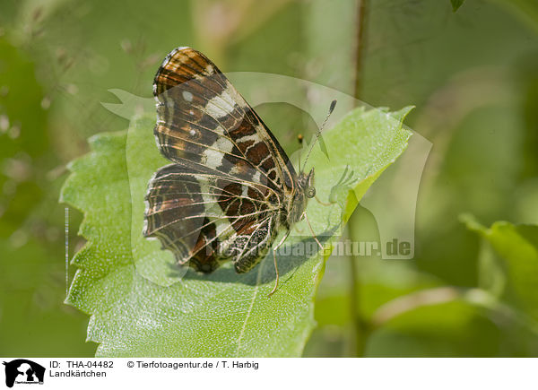 Landkrtchen / map butterfly / THA-04482