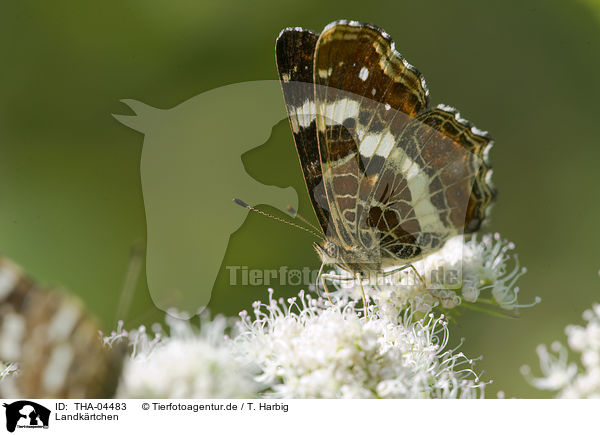 Landkrtchen / map butterfly / THA-04483