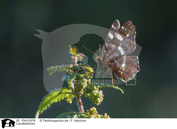 Landkrtchen / map butterfly / FH-01876