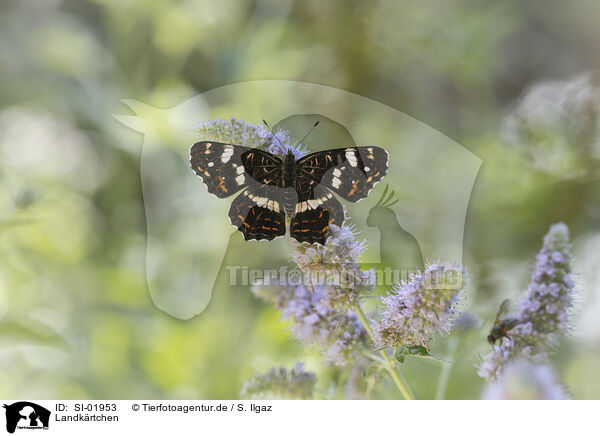 Landkrtchen / map butterfly / SI-01953