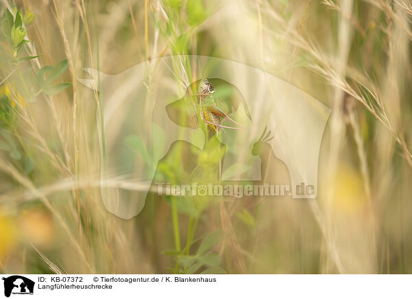 Langfhlerheuschrecke / Long-horned Grasshopper / KB-07372