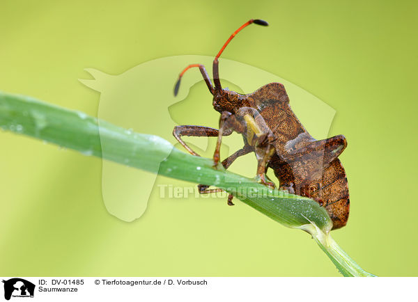 Saumwanze / dock leafbug / DV-01485