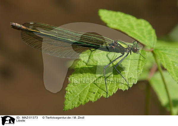 Libelle / dragonfly / MAZ-01373