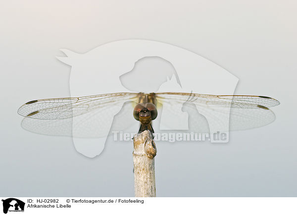 Afrikanische Libelle / HJ-02982