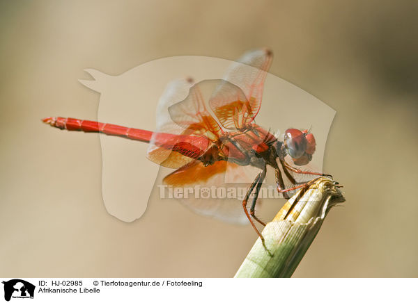 Afrikanische Libelle / HJ-02985