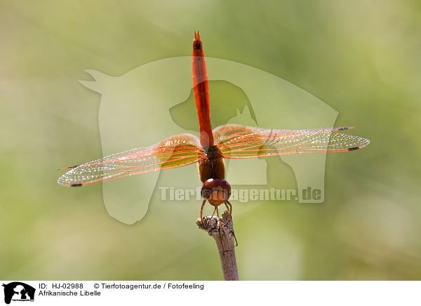 Afrikanische Libelle / african dragonfly / HJ-02988