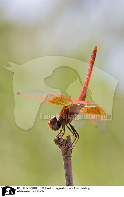 Afrikanische Libelle / african dragonfly / HJ-02989