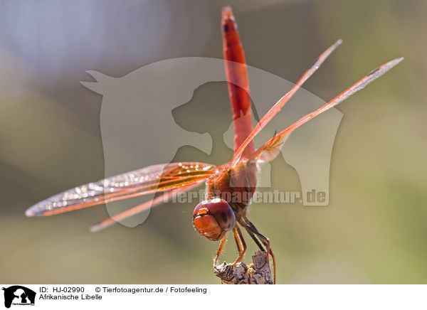 Afrikanische Libelle / african dragonfly / HJ-02990