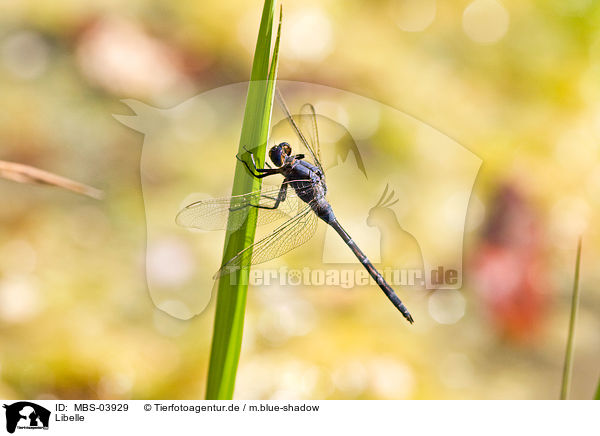 Libelle / dragonfly / MBS-03929