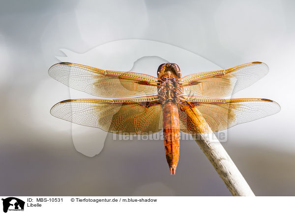 Libelle / dragonfly / MBS-10531