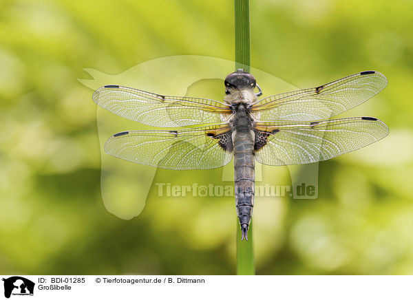 Grolibelle / dragonfly / BDI-01285