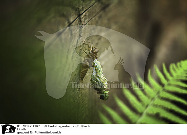 Libelle / Dragonfly / SEK-01167