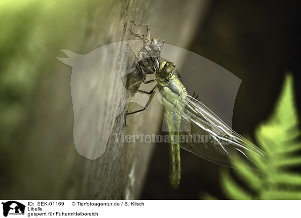 Libelle / Dragonfly / SEK-01169