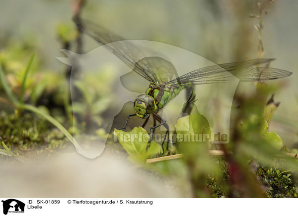Libelle / dragonfly / SK-01859