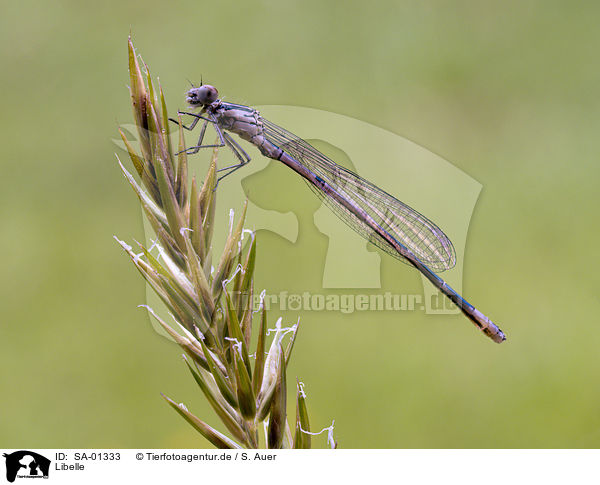 Libelle / dragonfly / SA-01333