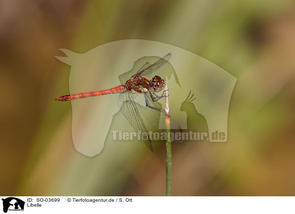 Libelle / dragonfly / SO-03699