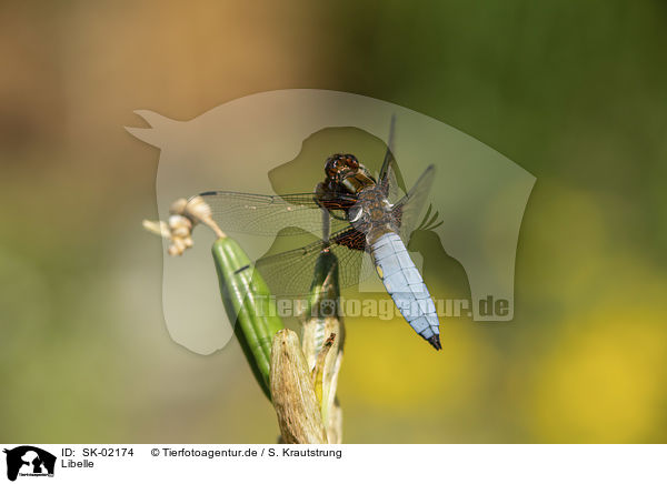 Libelle / dragonfly / SK-02174