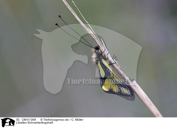 Libellen-Schmetterlingshaft / owly sulphur / CM-01368