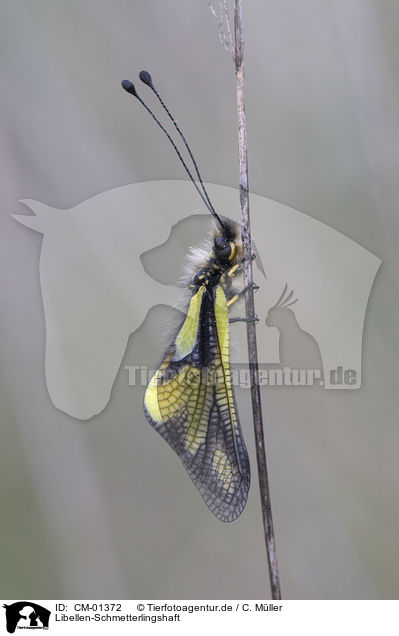 Libellen-Schmetterlingshaft / CM-01372