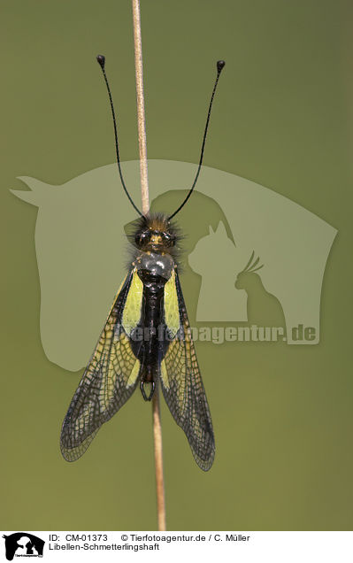 Libellen-Schmetterlingshaft / CM-01373