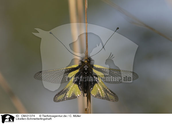 Libellen-Schmetterlingshaft / owly sulphur / CM-01374