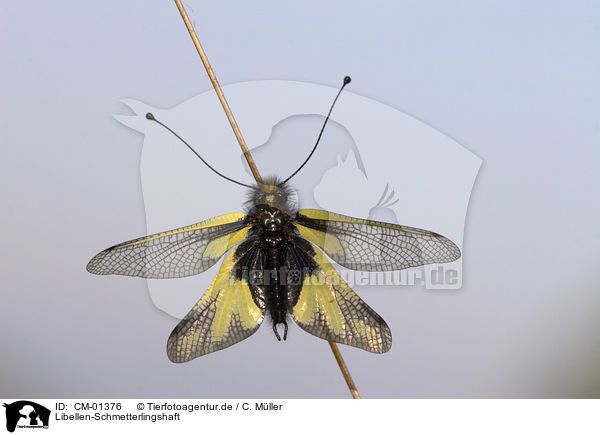 Libellen-Schmetterlingshaft / owly sulphur / CM-01376