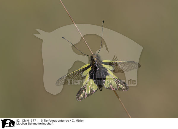 Libellen-Schmetterlingshaft / owly sulphur / CM-01377