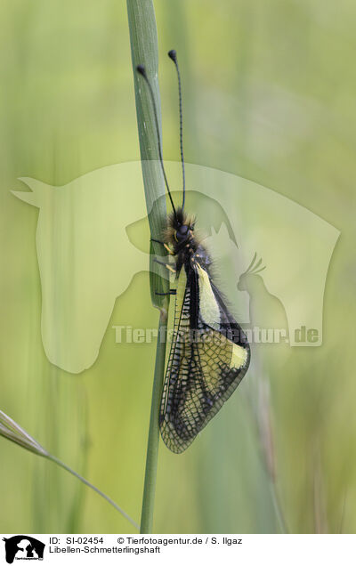 Libellen-Schmetterlingshaft / owly sulphur / SI-02454