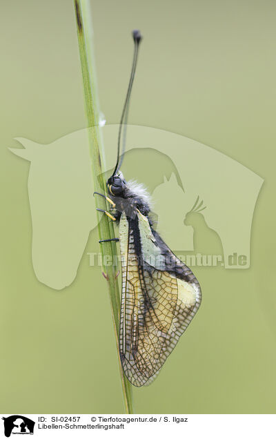 Libellen-Schmetterlingshaft / owly sulphur / SI-02457