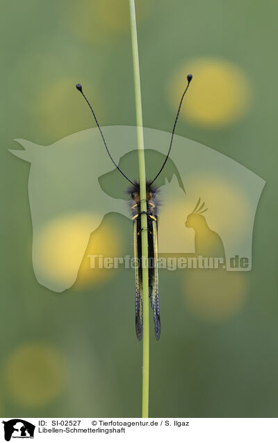 Libellen-Schmetterlingshaft / Owly Sulphur / SI-02527
